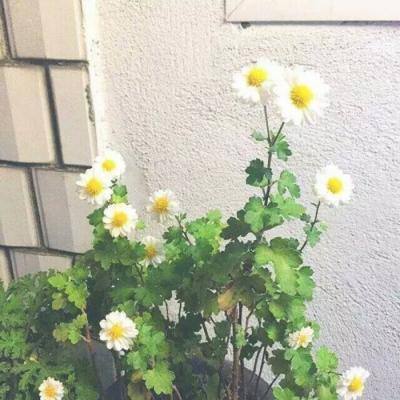 侠客仙旅官方手游下载